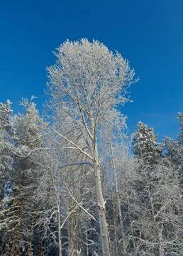 Winter landscape Stock Photos