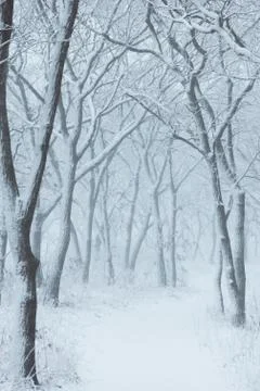Winter landscape Stock Photos