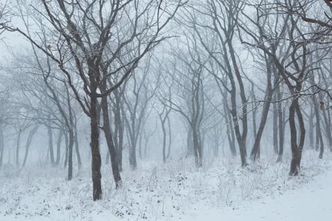 Winter landscape Foto stock