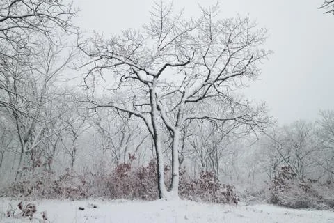 Winter landscape Stock Photos