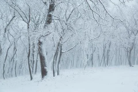 Winter landscape Stock Photos