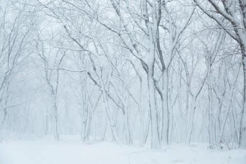 Winter landscape Stock Photos