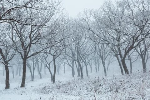 Winter landscape Foto stock