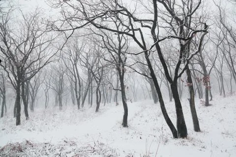 Winter landscape Stock Photos