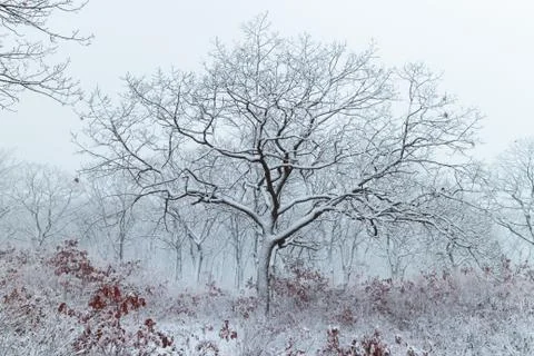 Winter landscape Stock Photos
