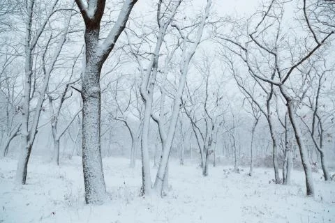 Winter landscape Stock Photos