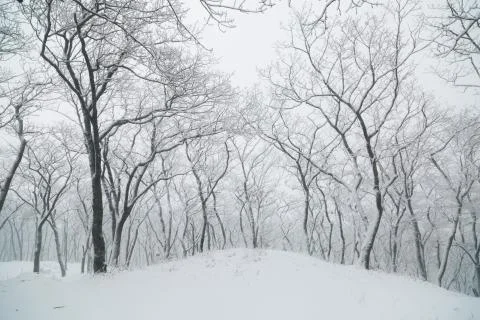 Winter landscape Stock Photos