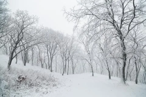 Winter landscape Stock Photos