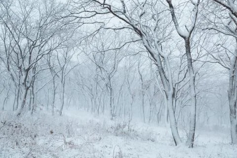 Winter landscape Stock Photos