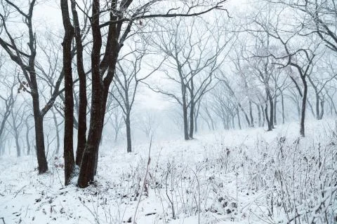 Winter landscape Stock Photos