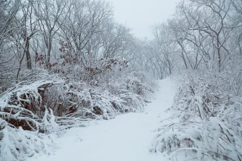Winter landscape Stock Photos