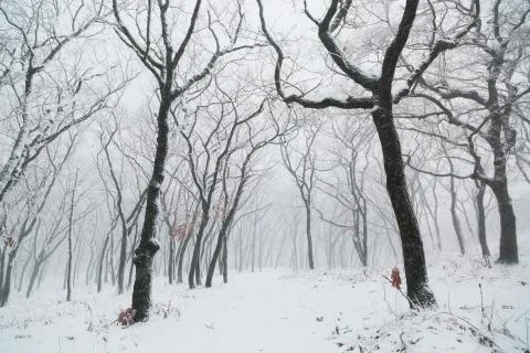 Winter landscape Stock-Fotos