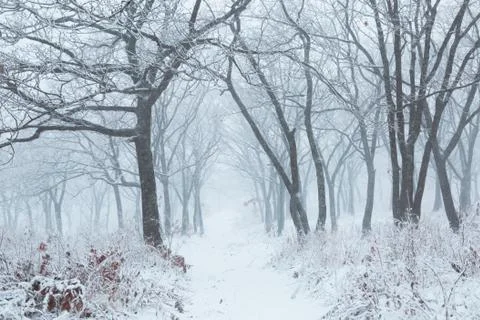 Winter landscape Stock Photos