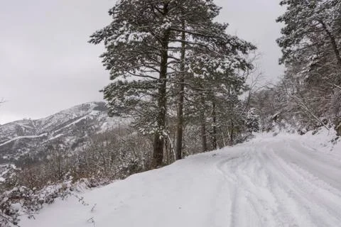 Winter landscape Stock Photos