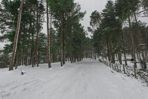 Winter landscape Stock Photos