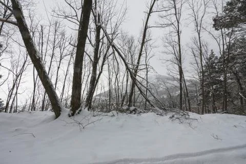 Winter landscape Stock Photos