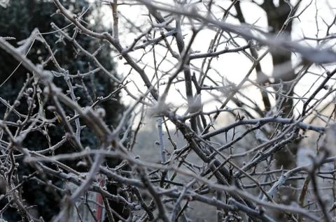Winter Landscape Stock Photos