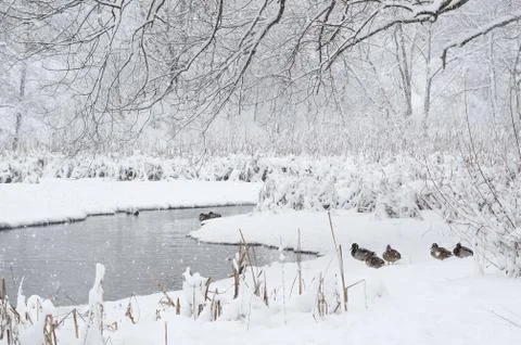 Winter landscape Stock Photos