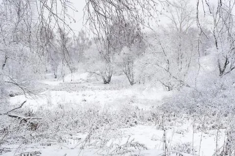 Winter landscape Stock Photos