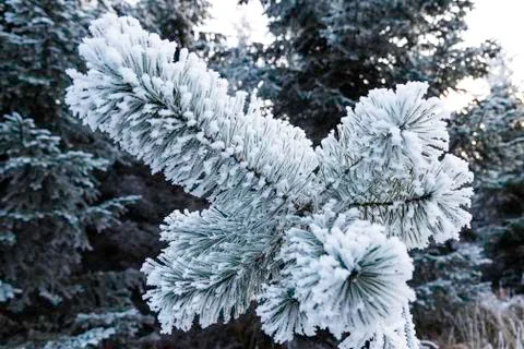 Winter landscape Stock Photos