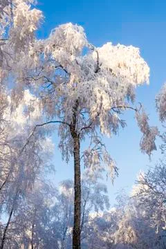 Winter landscape Stock Photos