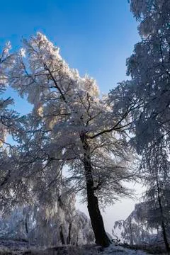 Winter landscape Stock Photos