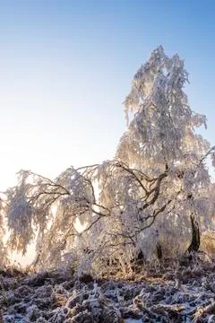 Winter landscape Stock Photos