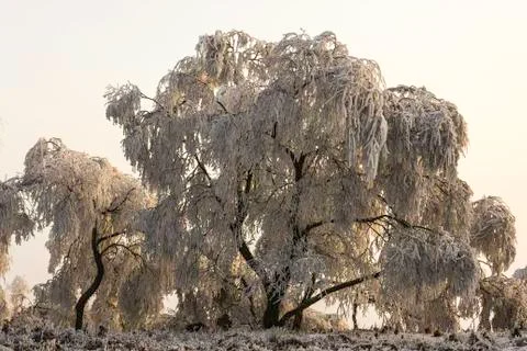 Winter landscape Stock Photos