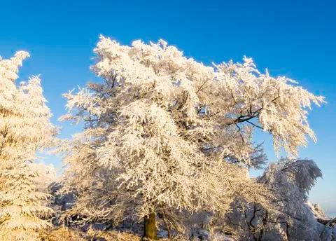 Winter landscape Stock Photos