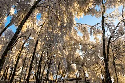 Winter landscape Stock Photos
