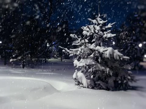 Winter landscape. Stock Photos