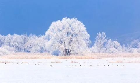 Winter landscape 스톡 사진