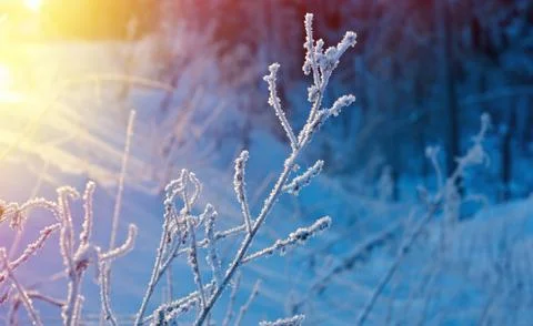 Winter landscape. Foto stock