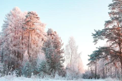 Winter landscape Stock Photos
