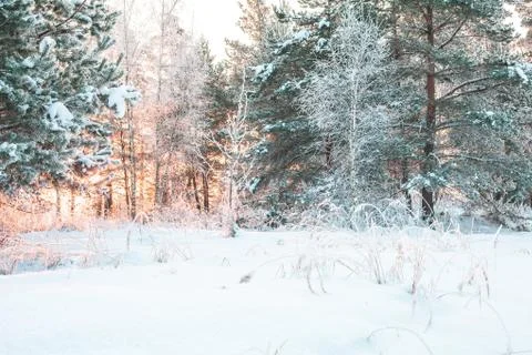 Winter landscape Stock Photos
