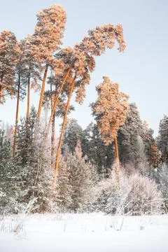Winter landscape Stock Photos