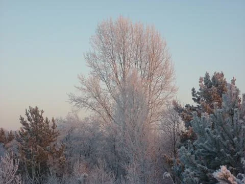 Winter landscape. Stock-Fotos