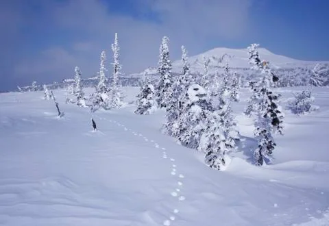 Winter landscape Foto stock