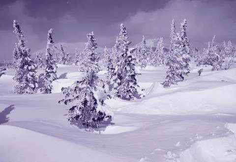 Winter landscape Stock Photos