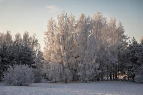 Winter landscape Stock Photos