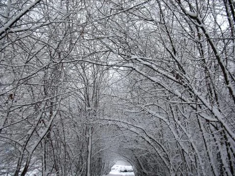 Winter landscape Stock Photos