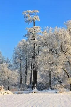 Winter landscape Foto stock