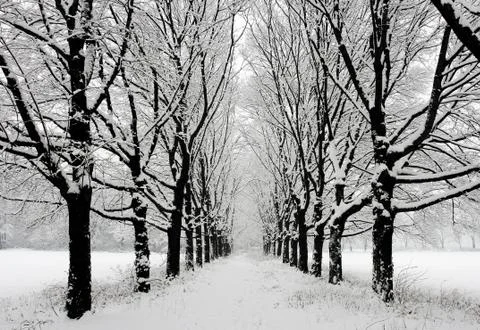 Winter landscape Stock Photos