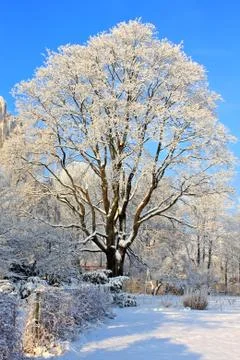 Winter landscape Stock Photos