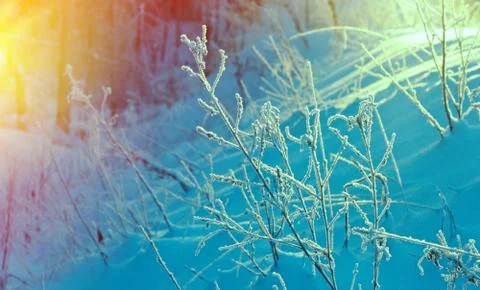 Winter landscape. Stock Photos