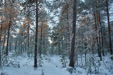 Winter landscape Stock Photos