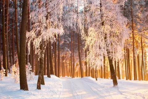 Winter landscape Foto stock