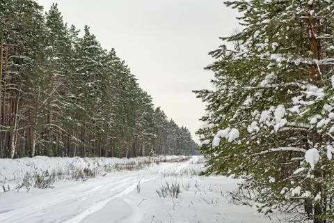 Winter landscape Stock Photos