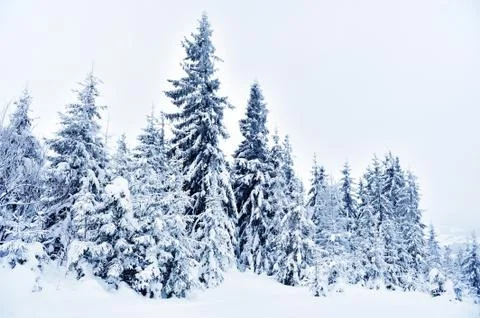 Winter landscape 写真素材