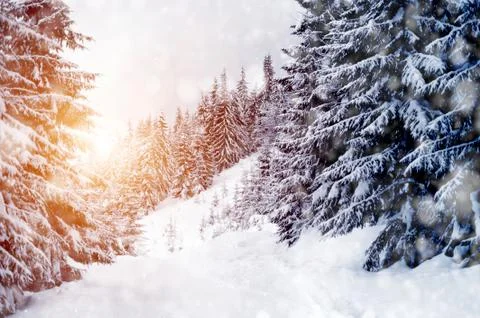 Winter landscape 写真素材